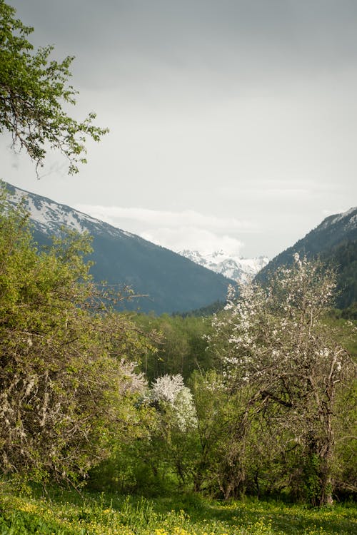 Gratis lagerfoto af bane, bjerg, grønne træer