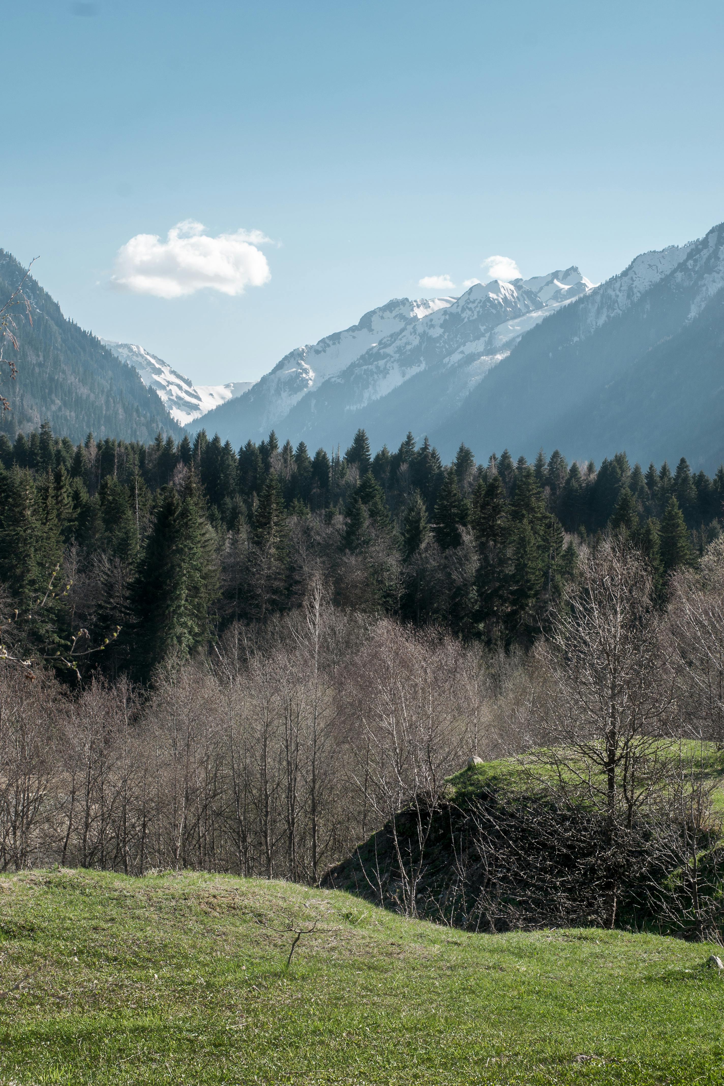 a green and leafless trees near the mountain under the blue sky