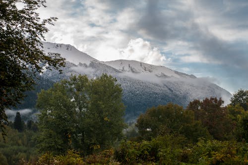 Green Trees Near Snow Covered Mountain