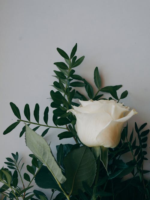 Fotobanka s bezplatnými fotkami na tému biela ruža, čerstvý, flóra