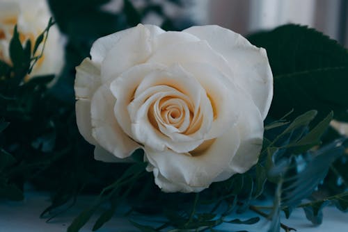 Free A Close-Up Shot of a White Rose in Full Bloom Stock Photo