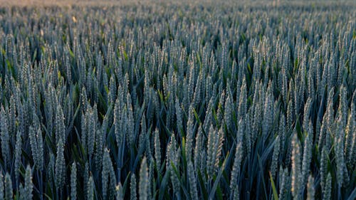 Free Wheat Fields Stock Photo