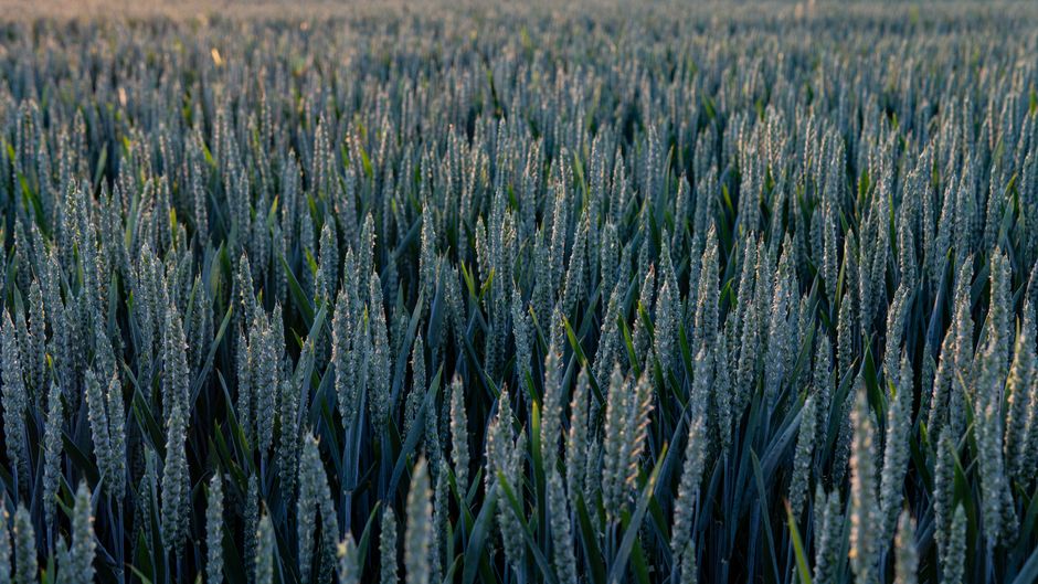 Expansive view of a lush wheat field during summer in rural Germany. Perfect for agriculture themes.
