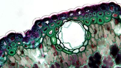 Engineered Enzymes Efficiently Break Down Plant Biomass for Sustainable Biofuels