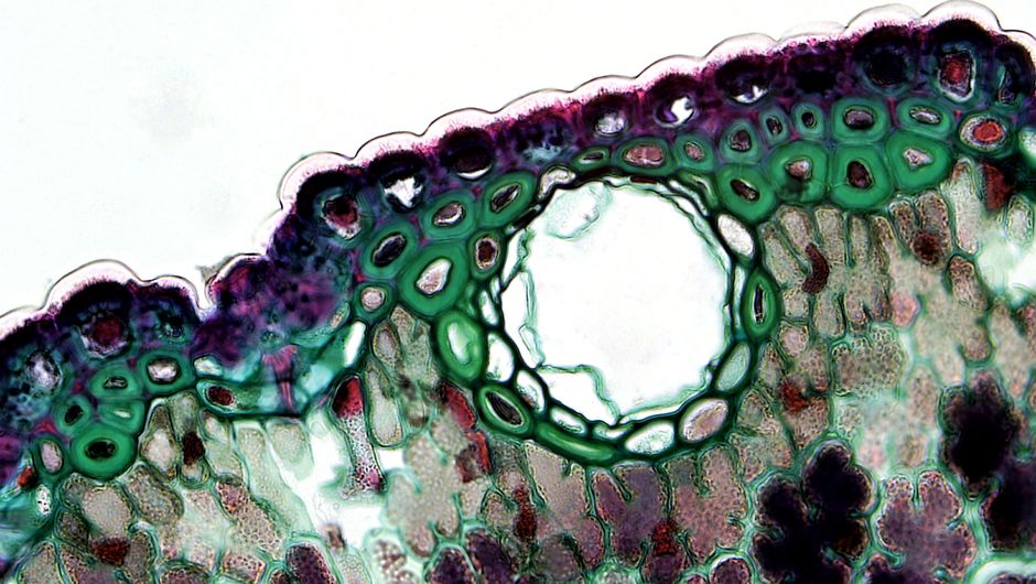 Engineered Enzymes Efficiently Break Down Plant Biomass for Sustainable Biofuels