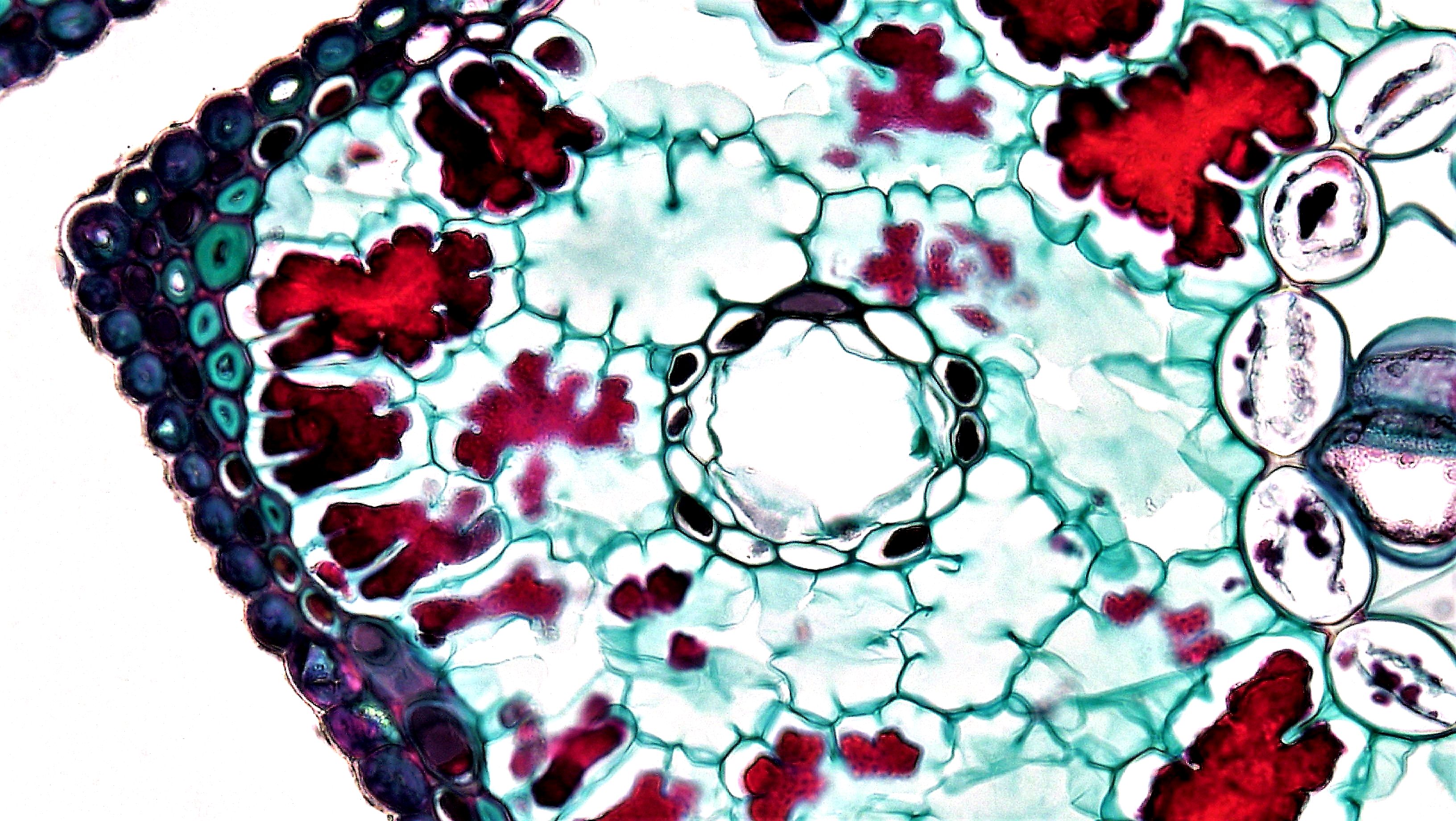 Cell Seen Under Microscope · Free Stock Photo
