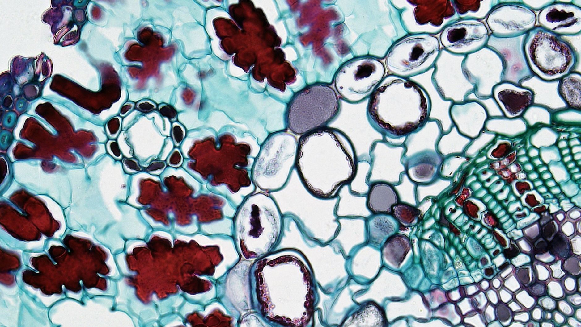 diomin and hesperidin for long covid — Colorful plant cell structure under microscope exhibiting detailed biology patterns.