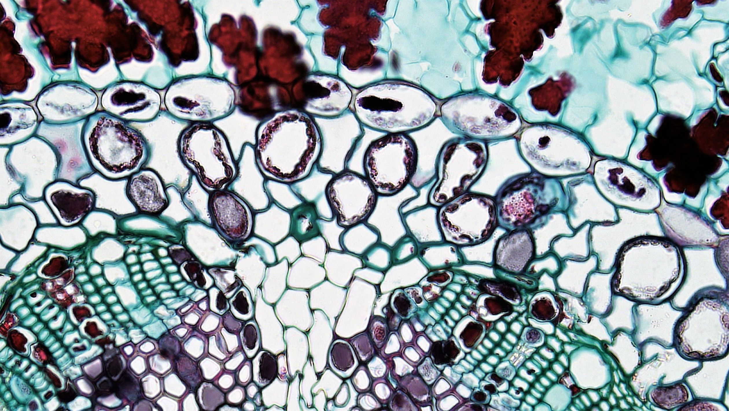 Cell Seen Under Microscope · Free Stock Photo