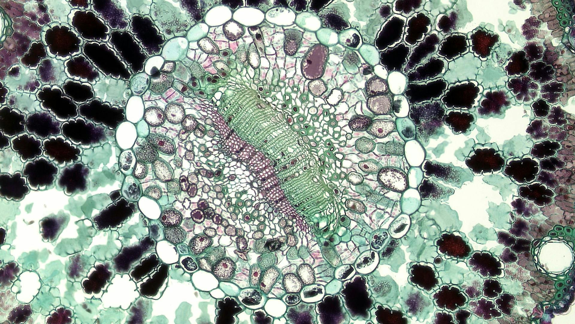 Une cellule au microscope