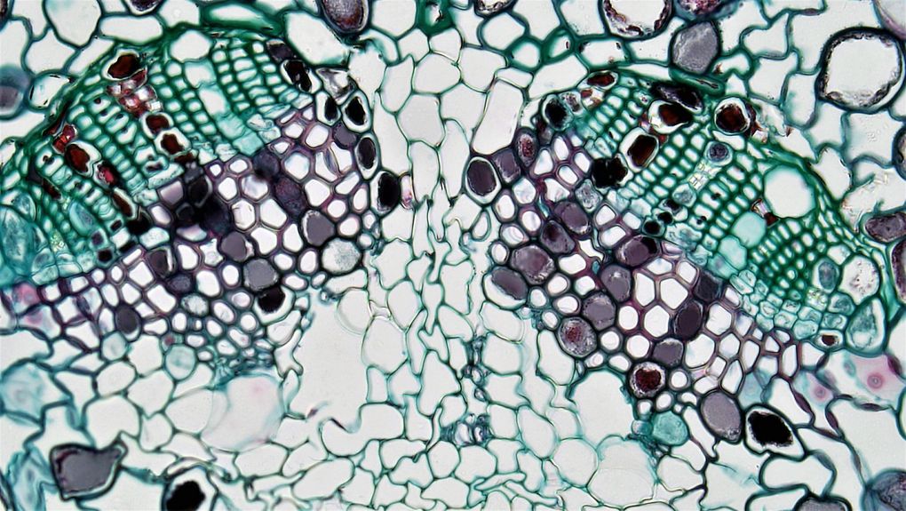microscopic bone tissue detail