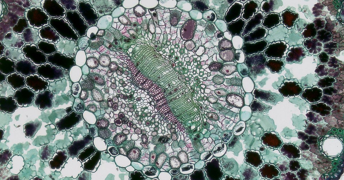 Cell Patterns Microscope Cell Seen Under Microscope · Free Stock Photo