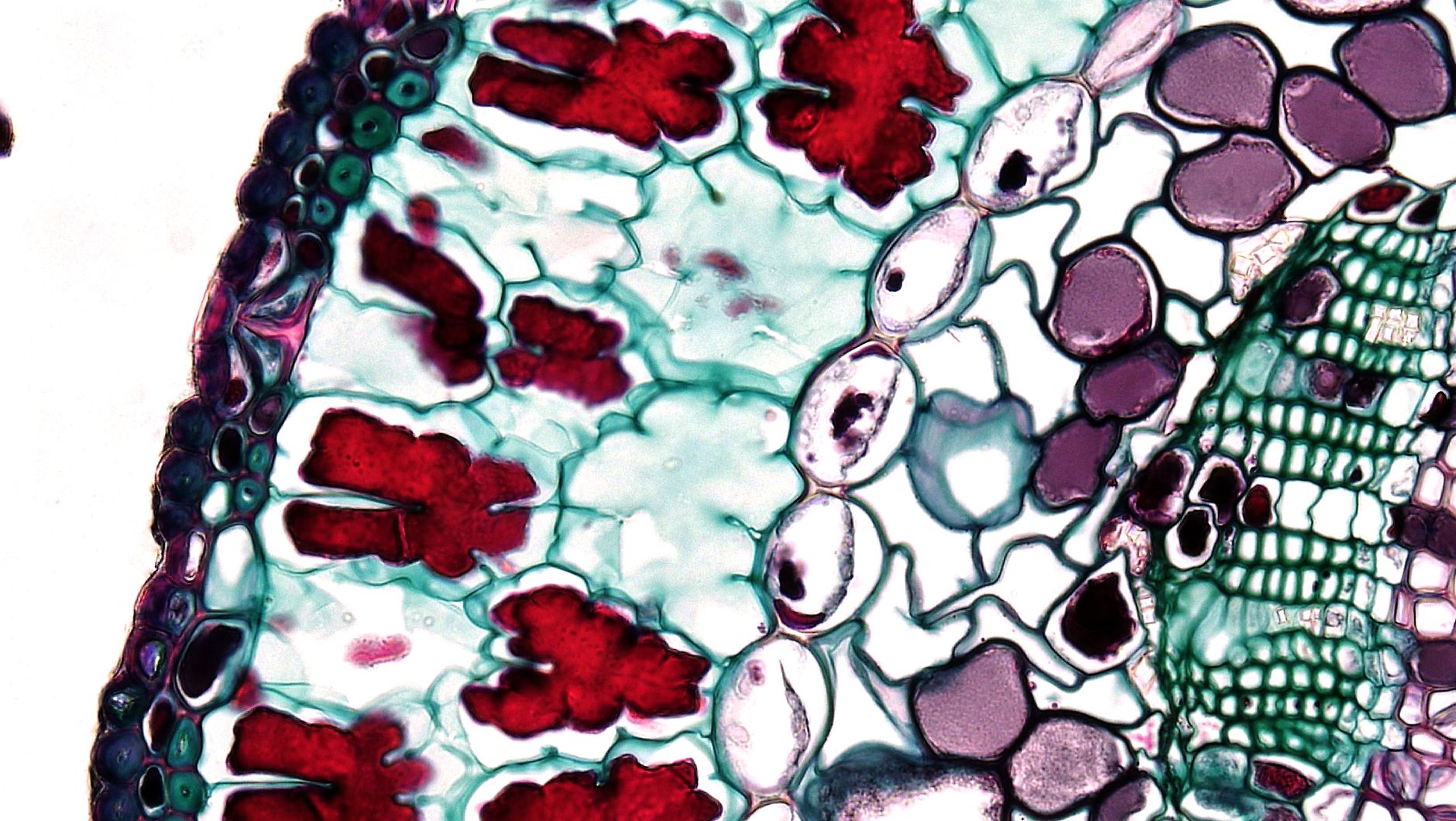 Extreme close-up of plant cells showcasing vibrant colors and intricate textures under microscope.
