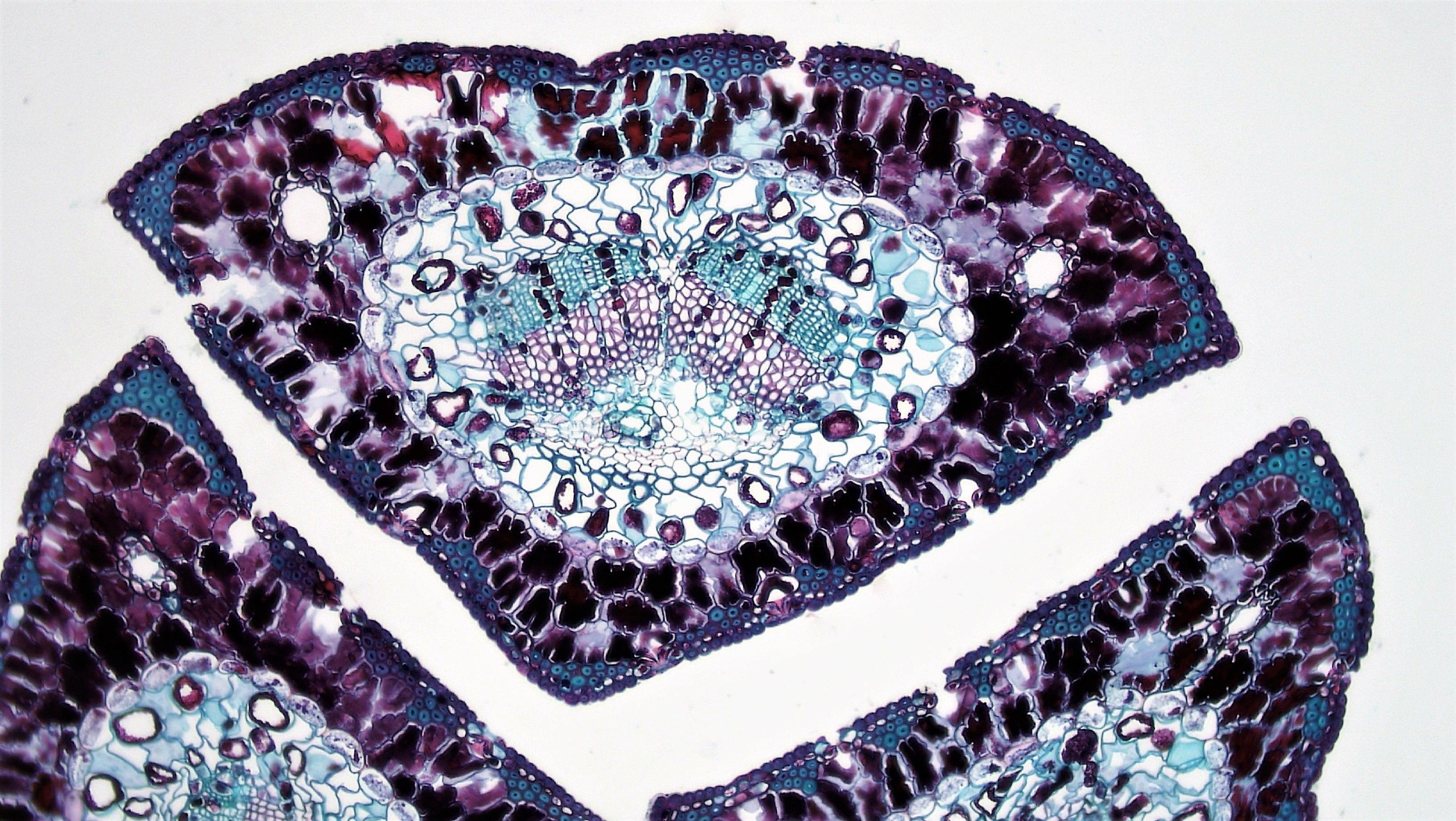 Cell Seen Under Microscope · Free Stock Photo