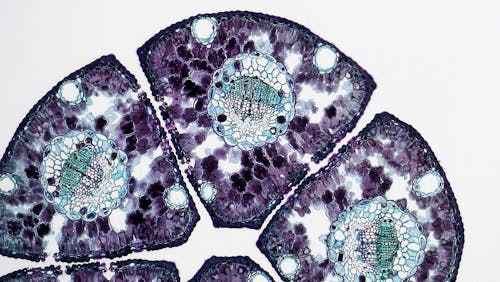Tissue seen under Microscope