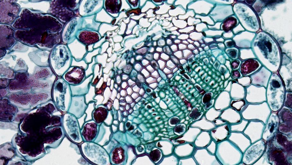 Extreme close-up of plant cell structure showing cellular patterns under a microscope.