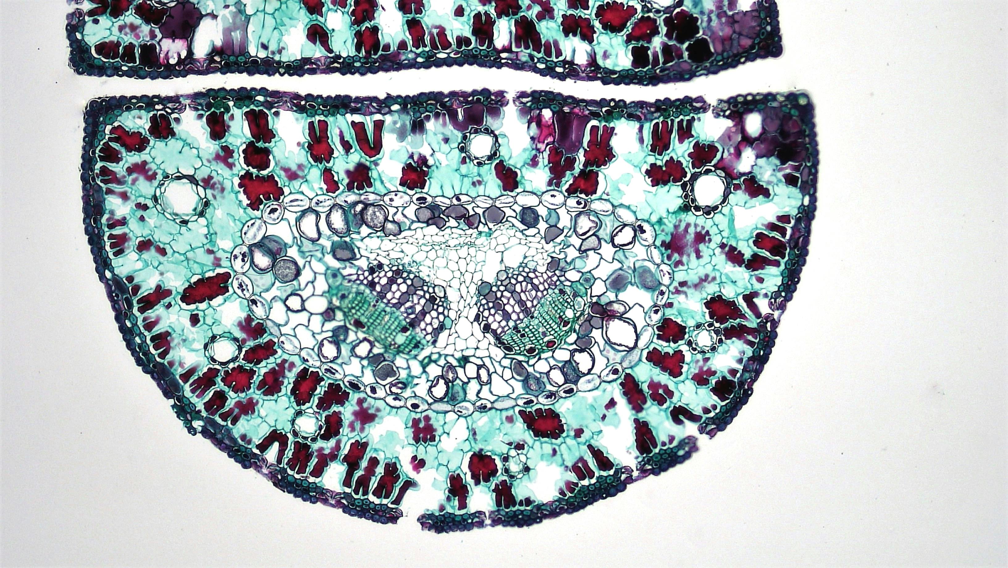 Vibrant plant tissue cross section under microscope showcasing a colorful abstract pattern.