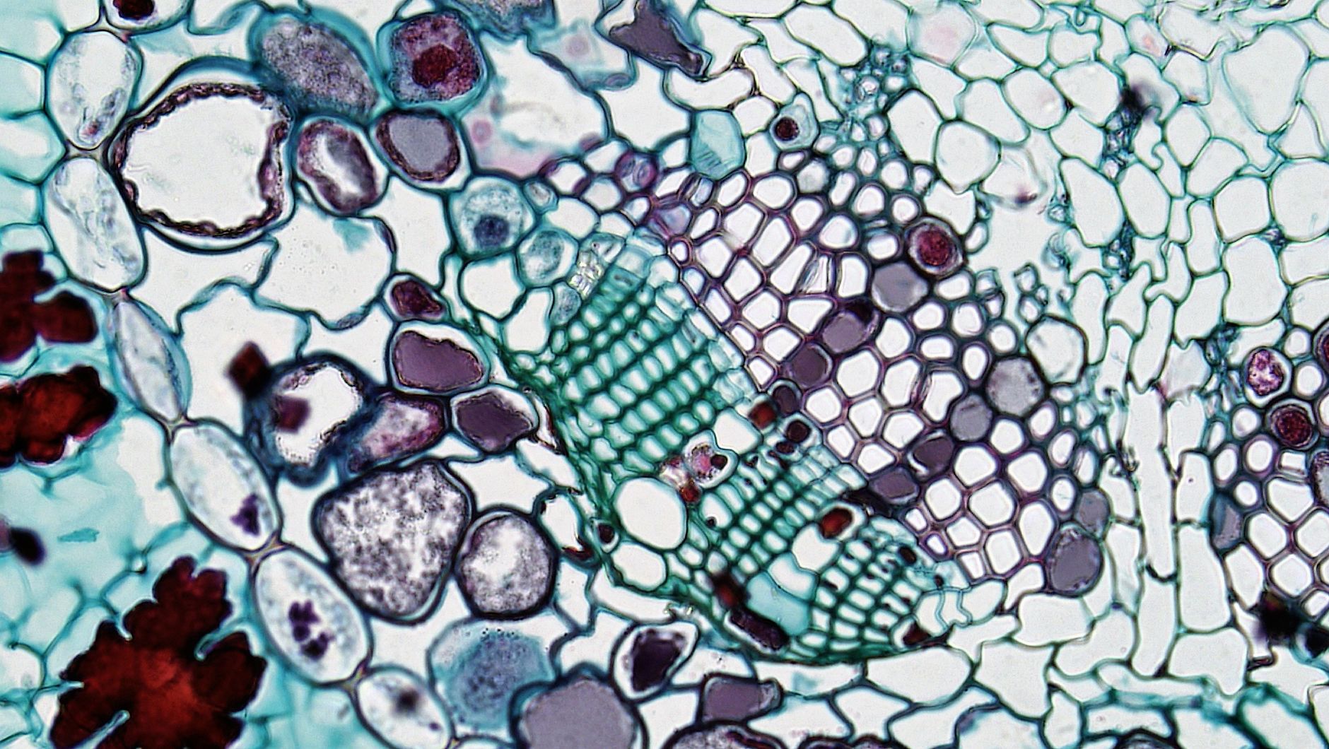 How to Keep Your Biological Engine Running Like a Million-Dollar Machine