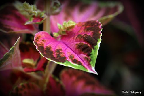 Fotos de stock gratuitas de animal, flores bonitas, foto macro