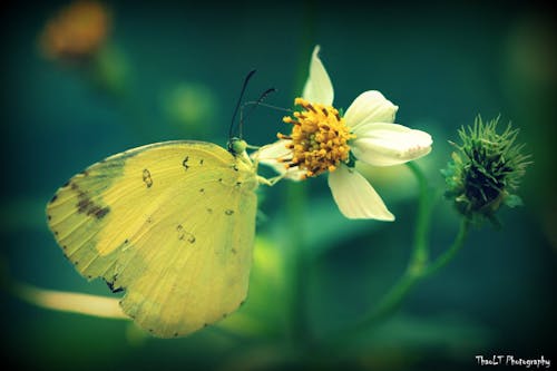 Fotos de stock gratuitas de animal, foto macro, luong thanh thao