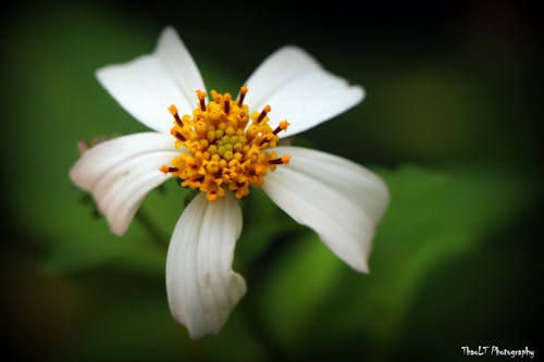 Fotos de stock gratuitas de animal, flores bonitas, foto macro