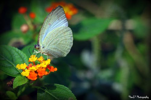 Fotos de stock gratuitas de animal, flores bonitas, foto macro