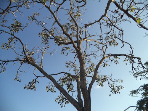 ฟรี คลังภาพถ่ายฟรี ของ árvore, bahia, cidadefeiradesantana คลังภาพถ่าย