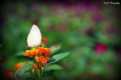 Fotos de stock gratuitas de animal, flores bonitas, foto macro