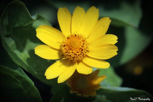 Fotos de stock gratuitas de animal, flores bonitas, foto macro