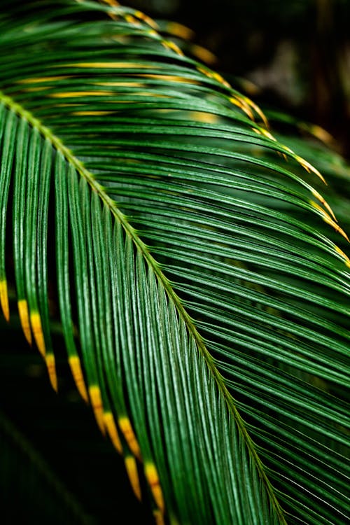 Palm Leaf in Close-Up Photography 