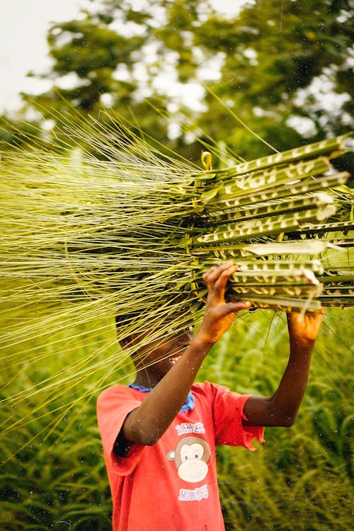 Gratis lagerfoto af afrika, afrikansk, arbejde