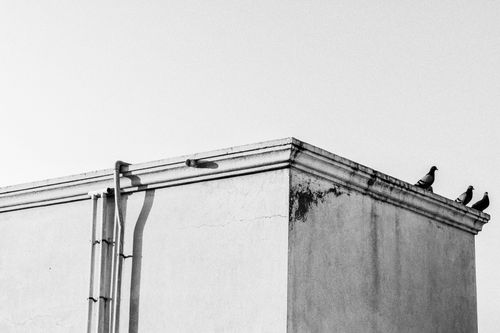 Free Pigeons perched on a building rooftop in Chennai, India, captured in monochrome. Stock Photo