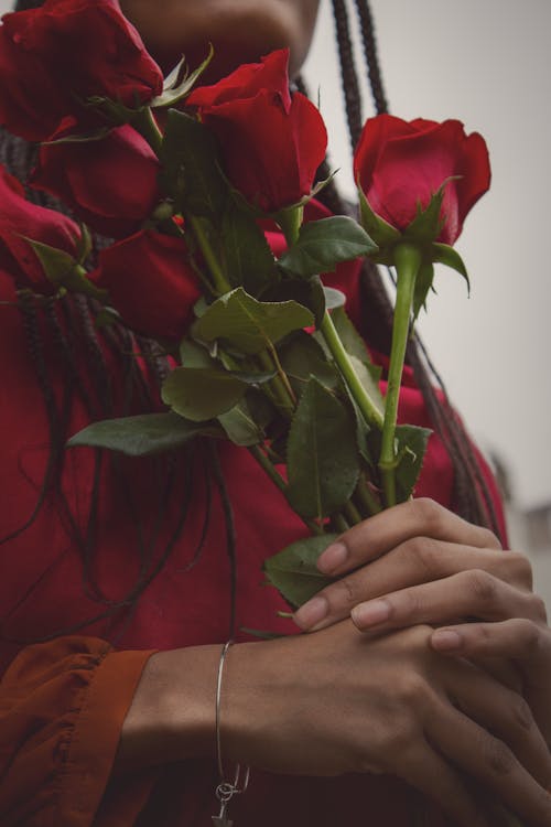 Základová fotografie zdarma na téma červené růže, detail, flóra