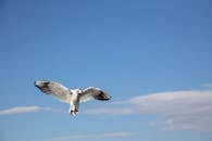 White and Black Bird Flying