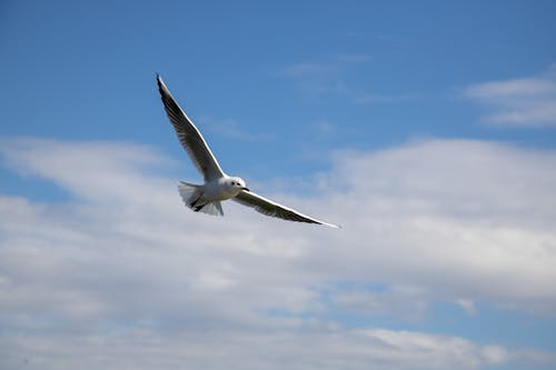 Free A Bird Flying in the Sky  Stock Photo