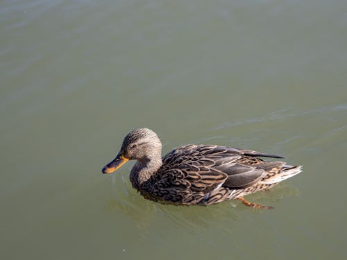 Free A Duck in the Water  Stock Photo