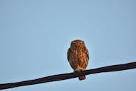 Brown Owl on Brown Wooden Stick