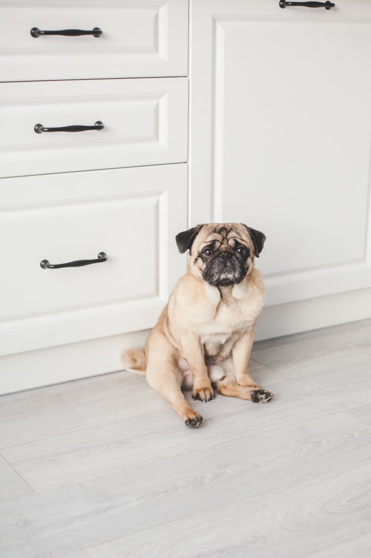 Cute Pug Sitting On Floor In White Kitchen