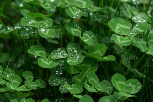 Lush green clover leaves with morning dew creating a fresh and vibrant scene.