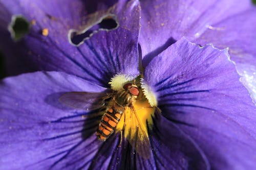 免費 微距攝影, 授粉, 昆蟲 的 免費圖庫相片 圖庫相片