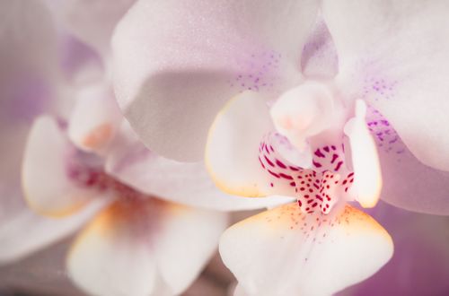 Free Delicate close-up of a white orchid with purple details, showcasing its natural beauty. Stock Photo
