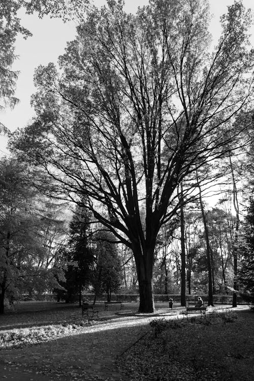 Grayscale Photo of Trees at the Park