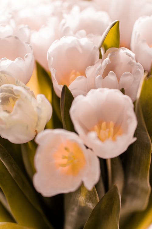 Ingyenes stockfotó fehér tulipánok, függőleges lövés, közelkép témában
