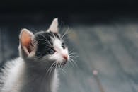 特写镜头中，一只可爱的黑白小猫好奇地抬起头