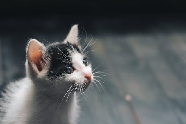 為何貓咪會不正常舔毛？怎樣解決過度理毛的表現？