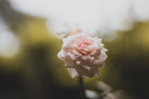 Выборочный фокус фото розового цветка розы