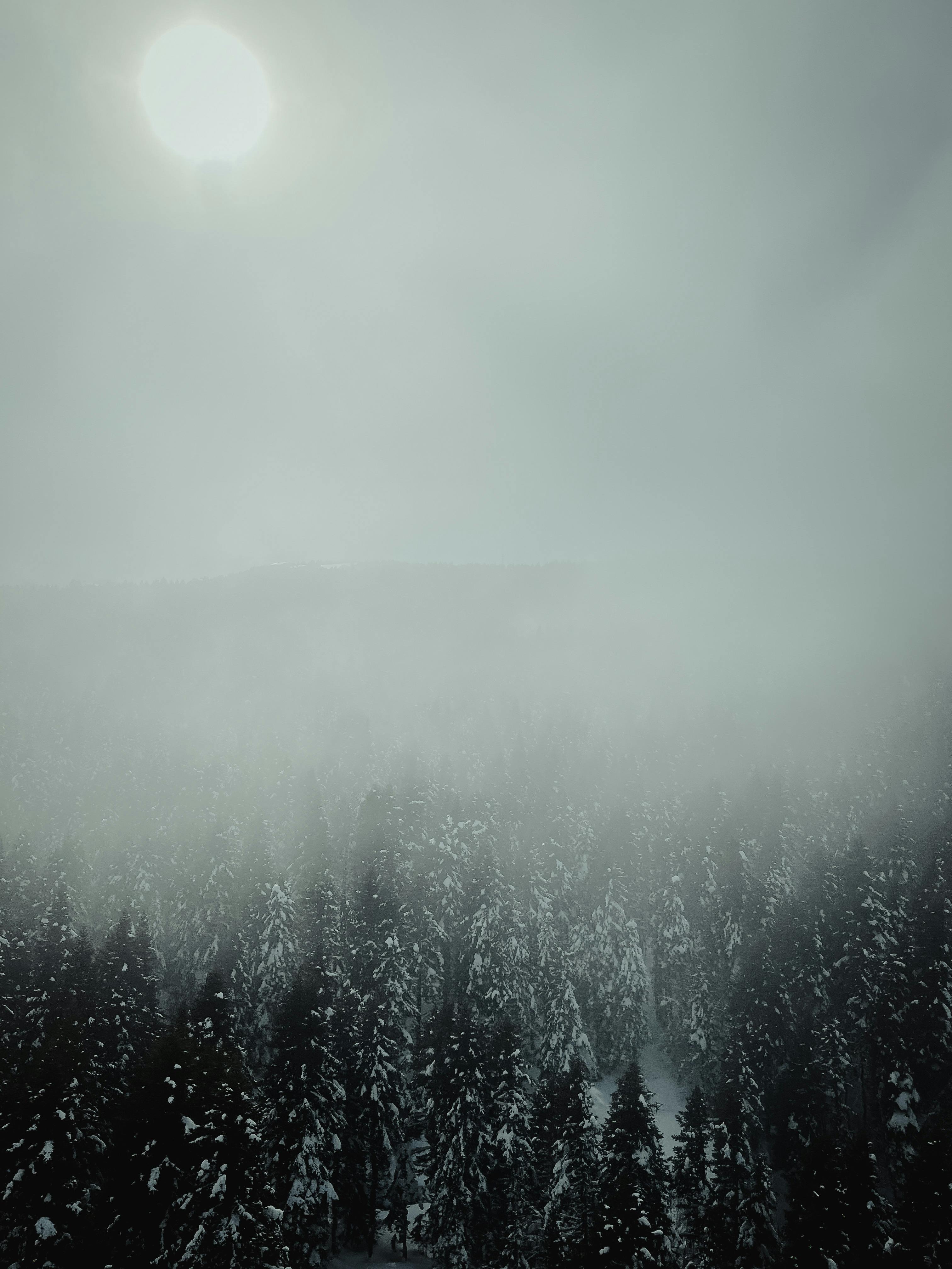 Forest on Winter Day · Free Stock Photo