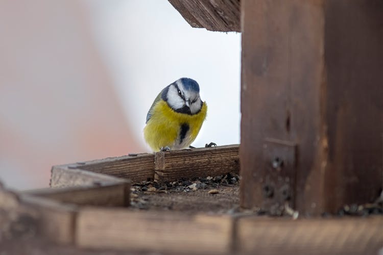 A Bird On A Birdhouse 