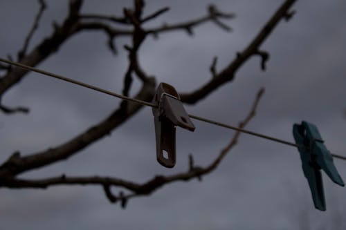 Fotos de stock gratuitas de esperando, invierno, naturaleza