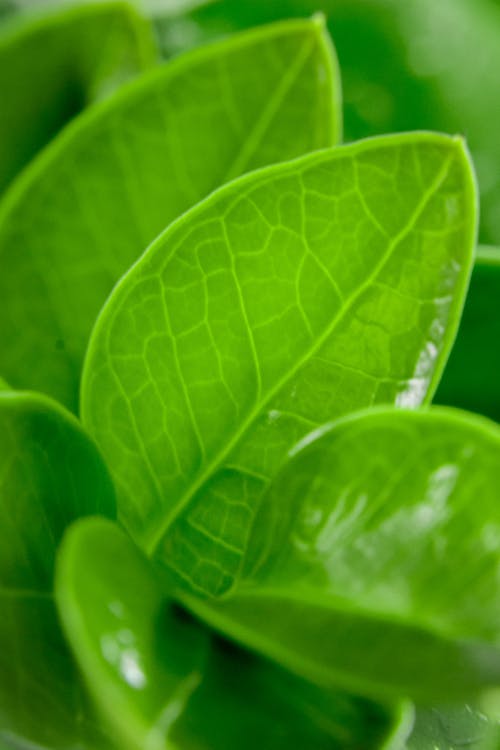 
A Close-Up Shot of Green Leaves