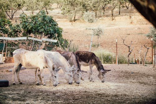 Two White and Two Brown Donkeys Near Plants